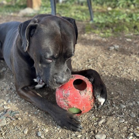 Rocky, an adoptable Mixed Breed in Spokane, WA, 99217 | Photo Image 3