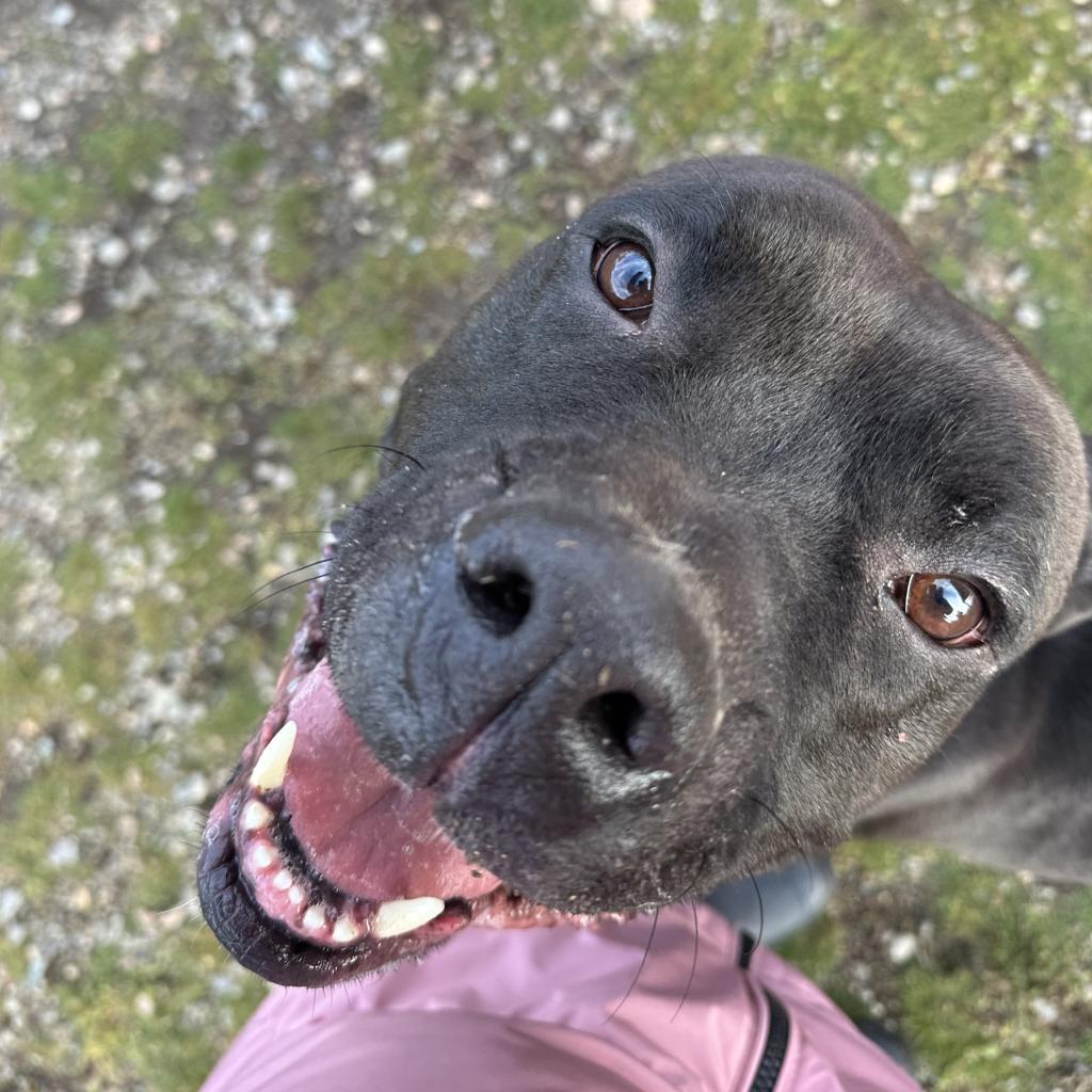 Rocky, an adoptable Mixed Breed in Spokane, WA, 99217 | Photo Image 3