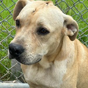 Torque, Adult Male Yellow Labrador Retriever