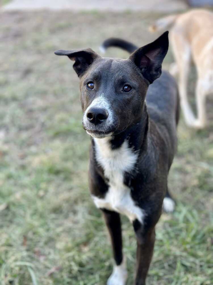 Brick (PowerPuff Girls Theme), an adoptable Labrador Retriever in Halifax, NS, B3J 3A5 | Photo Image 3