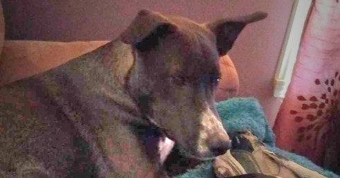 Brick (PowerPuff Girls Theme), an adoptable Labrador Retriever in Halifax, NS, B3J 3A5 | Photo Image 5