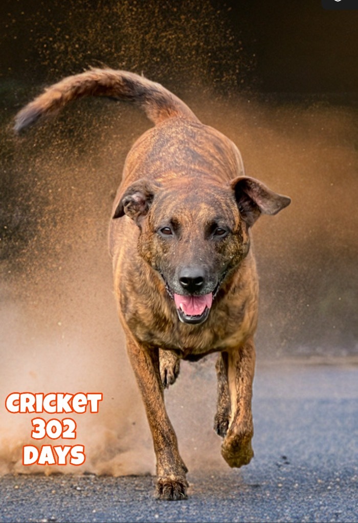 Cricket