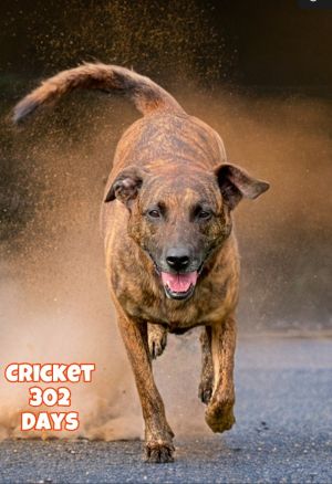 Cricket, Adult Female Mountain Cur