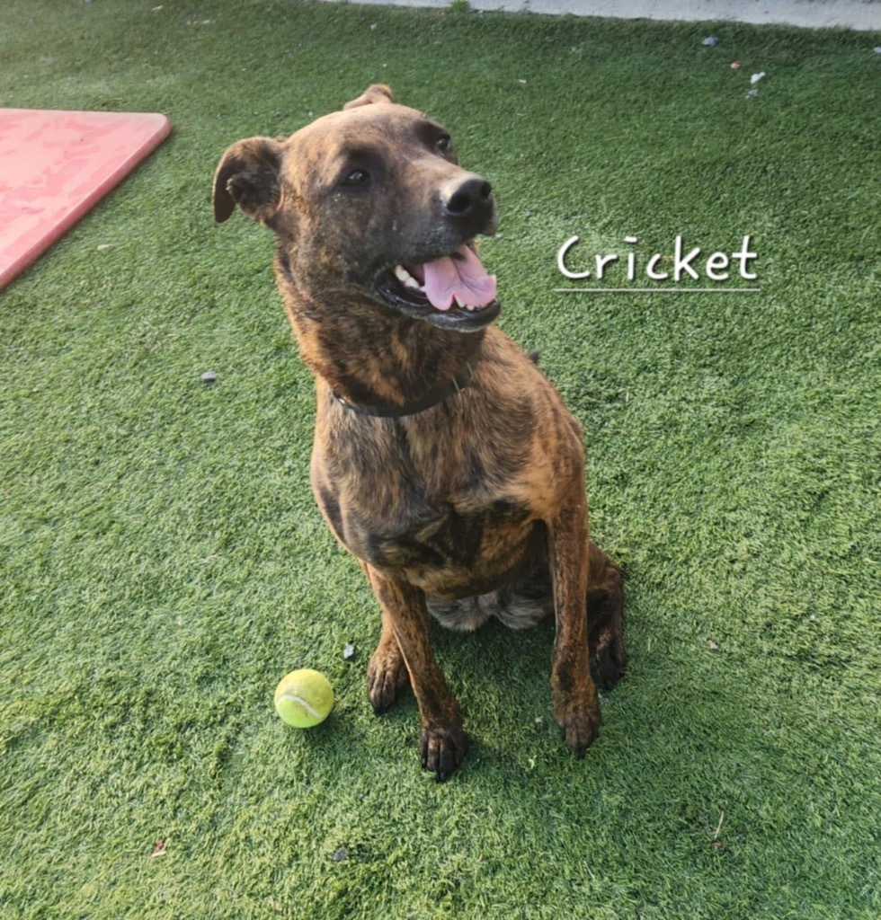 Cricket