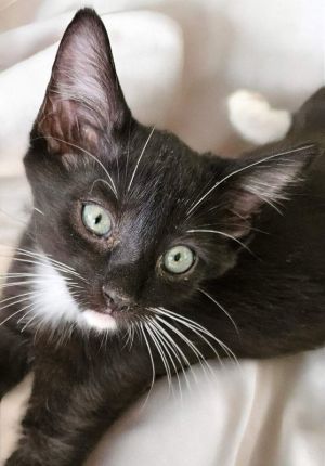 Meet Peek A Boo a black and white 12 week old handsome boy Peek A Boo is known as a