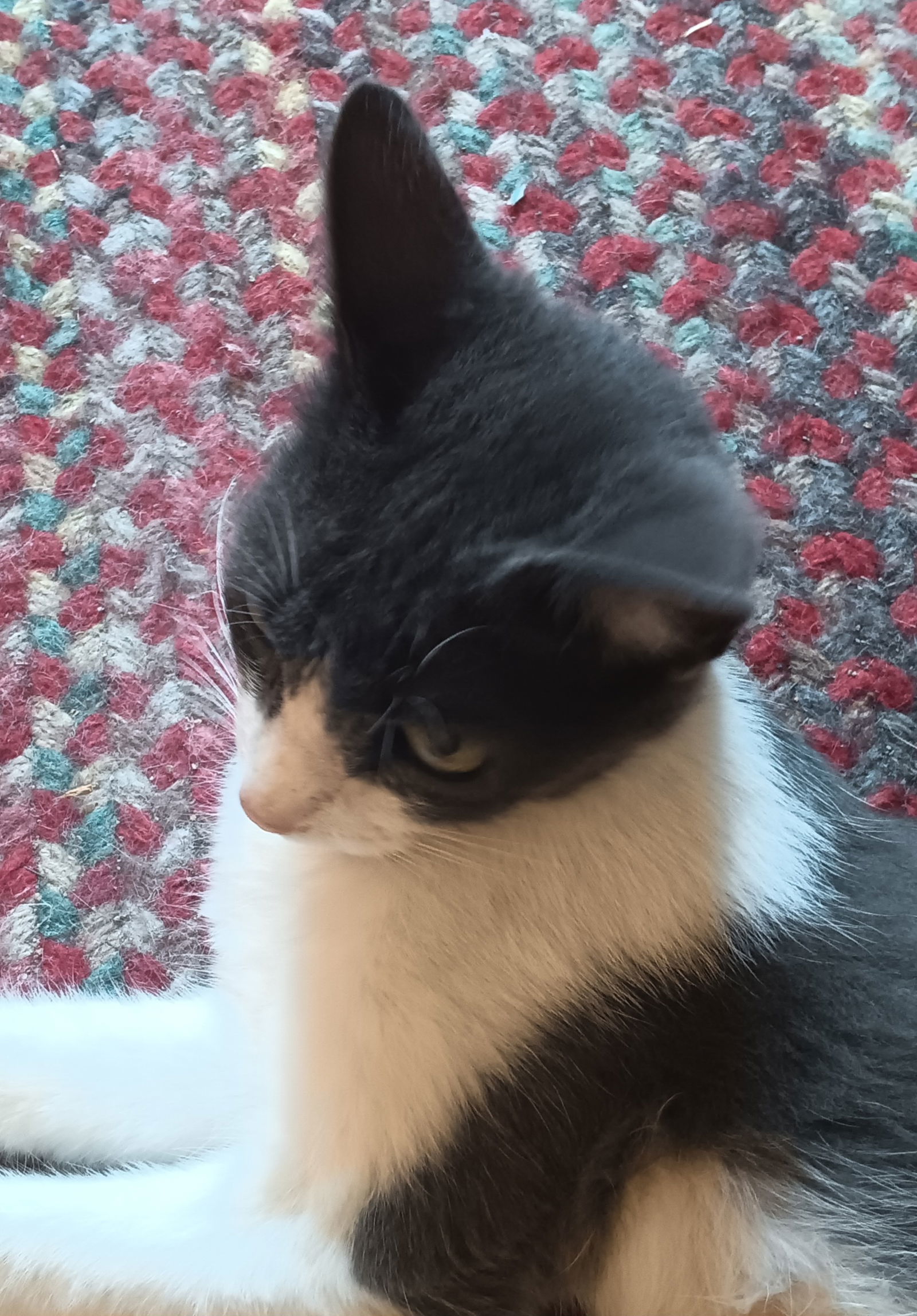 Gabby, an adoptable Domestic Short Hair in Visalia, CA, 93277 | Photo Image 1