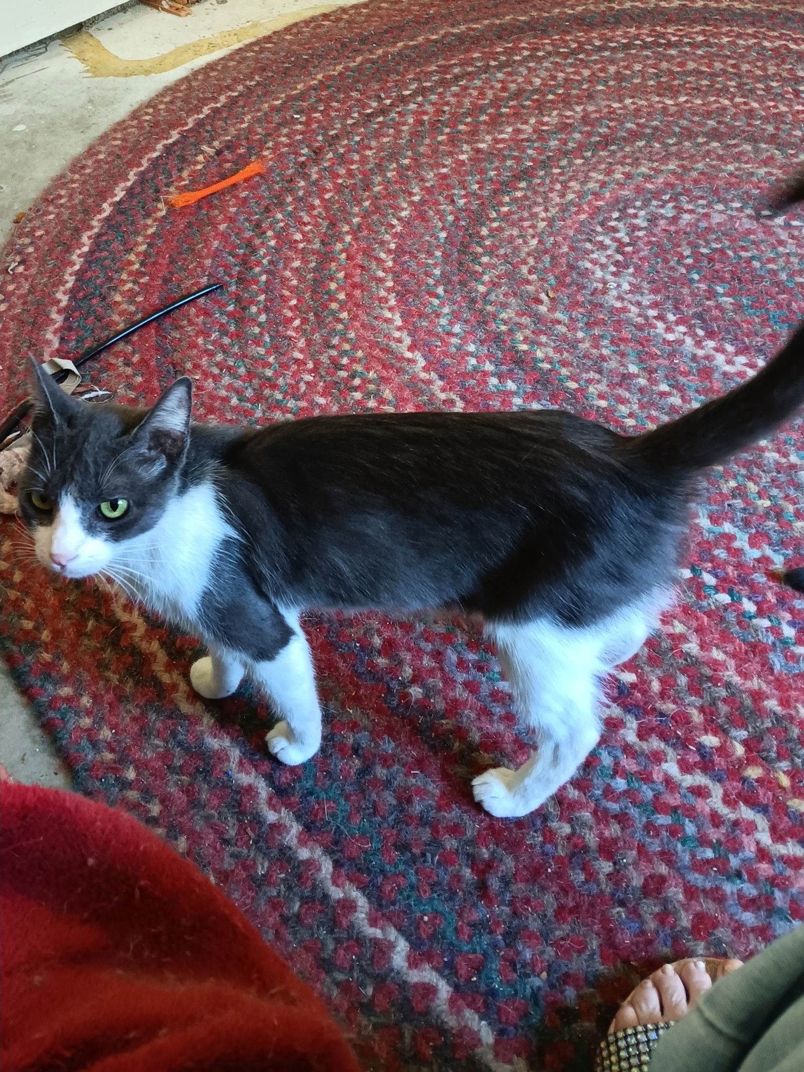 Gabby, an adoptable Domestic Short Hair in Visalia, CA, 93277 | Photo Image 2