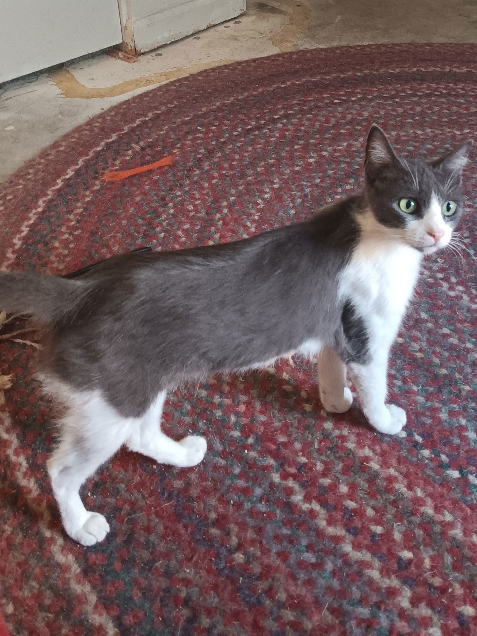 Gabby, an adoptable Domestic Short Hair in Visalia, CA, 93277 | Photo Image 3