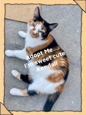 Kendall Calico Cat