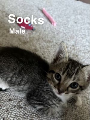 Socks