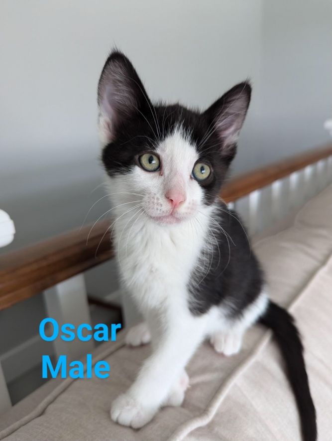 Oscar