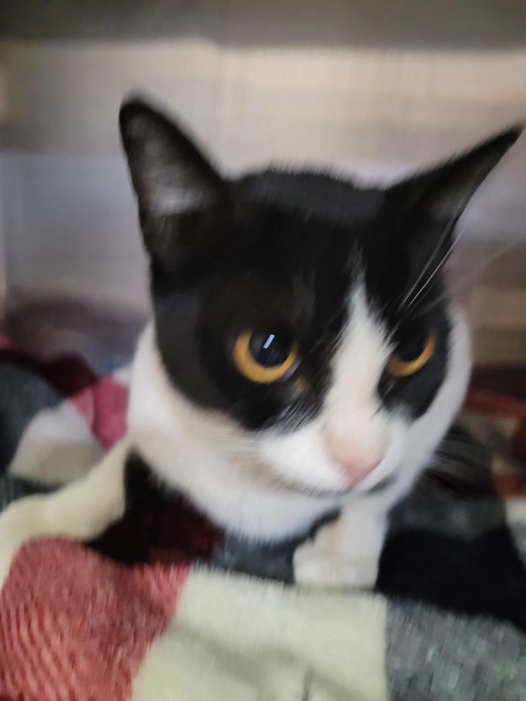 Grace, an adoptable Domestic Short Hair in Pahrump, NV, 89048 | Photo Image 1