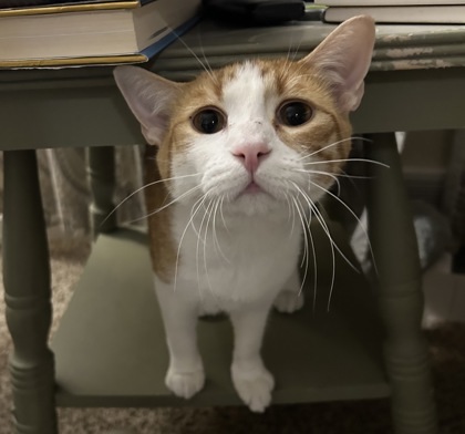 Lewis, an adoptable Domestic Short Hair in De Soto, IA, 50069 | Photo Image 1