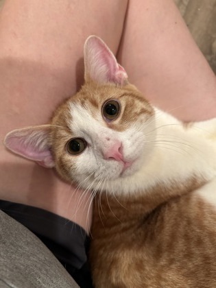 Lewis, an adoptable Domestic Short Hair in De Soto, IA, 50069 | Photo Image 2