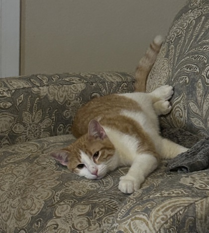 Lewis, an adoptable Domestic Short Hair in De Soto, IA, 50069 | Photo Image 3