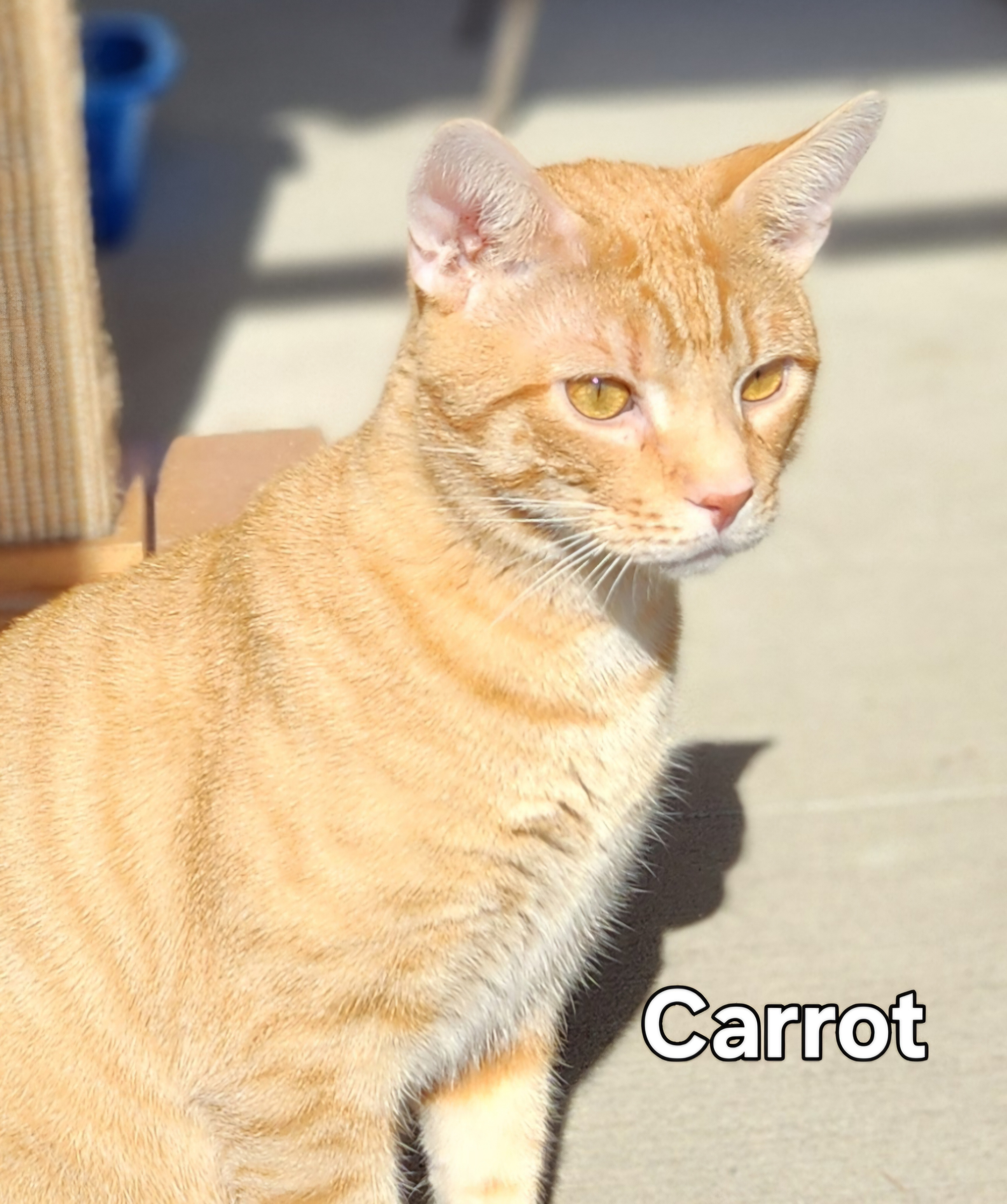 Carrot, an adoptable Domestic Short Hair in De Soto, IA, 50069 | Photo Image 1