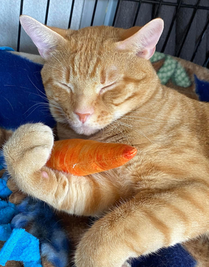 Carrot, an adoptable Domestic Short Hair in De Soto, IA, 50069 | Photo Image 2