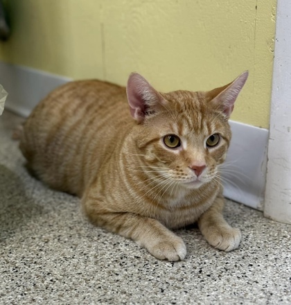 Carrot, an adoptable Domestic Short Hair in De Soto, IA, 50069 | Photo Image 3