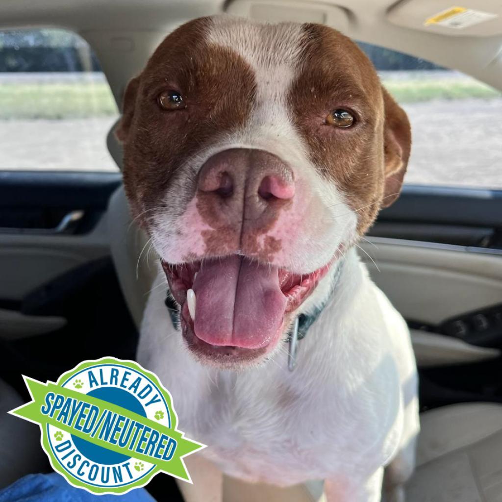 Cookie, an adoptable Mixed Breed in Las Cruces, NM, 88012 | Photo Image 1