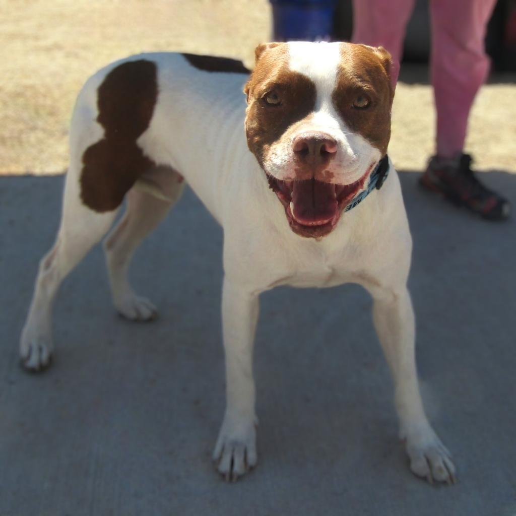 Cookie, an adoptable Mixed Breed in Las Cruces, NM, 88012 | Photo Image 2