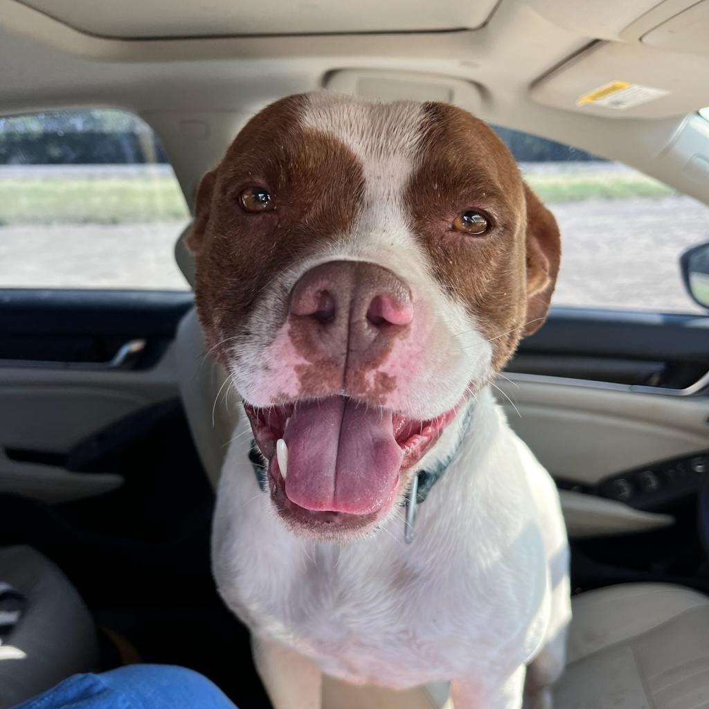 Cookie, an adoptable Mixed Breed in Las Cruces, NM, 88012 | Photo Image 2