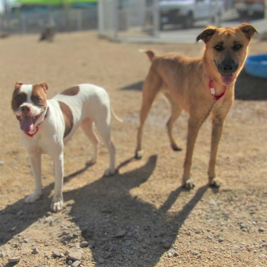 Cookie, an adoptable Mixed Breed in Las Cruces, NM, 88012 | Photo Image 4