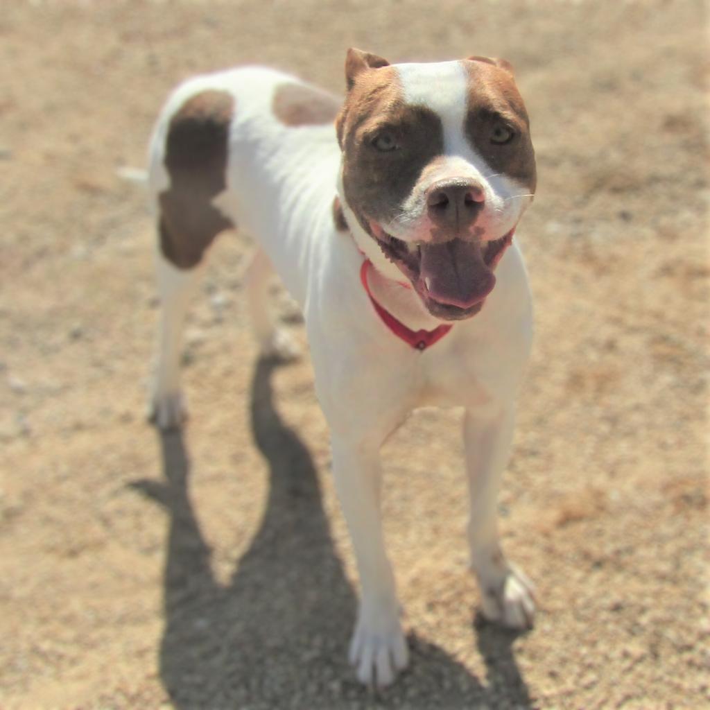 Cookie, an adoptable Mixed Breed in Las Cruces, NM, 88012 | Photo Image 6