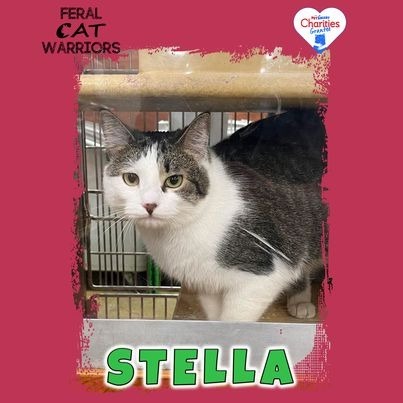 Stella, an adoptable Domestic Short Hair in Kingman, AZ, 86401 | Photo Image 1