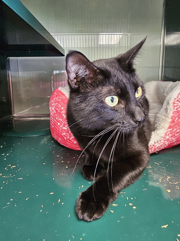 Mojo, an adoptable Domestic Short Hair in Houghton, MI, 49931 | Photo Image 1