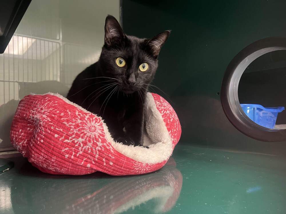 Mojo, an adoptable Domestic Short Hair in Houghton, MI, 49931 | Photo Image 2