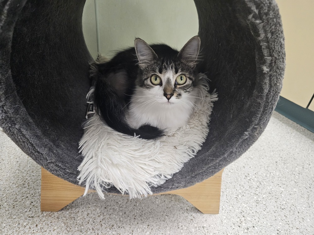 Tracy, an adoptable Domestic Medium Hair in Houghton, MI, 49931 | Photo Image 1