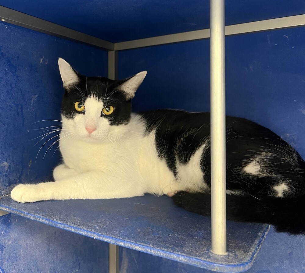 Jax, an adoptable Domestic Short Hair in Houghton, MI, 49931 | Photo Image 1