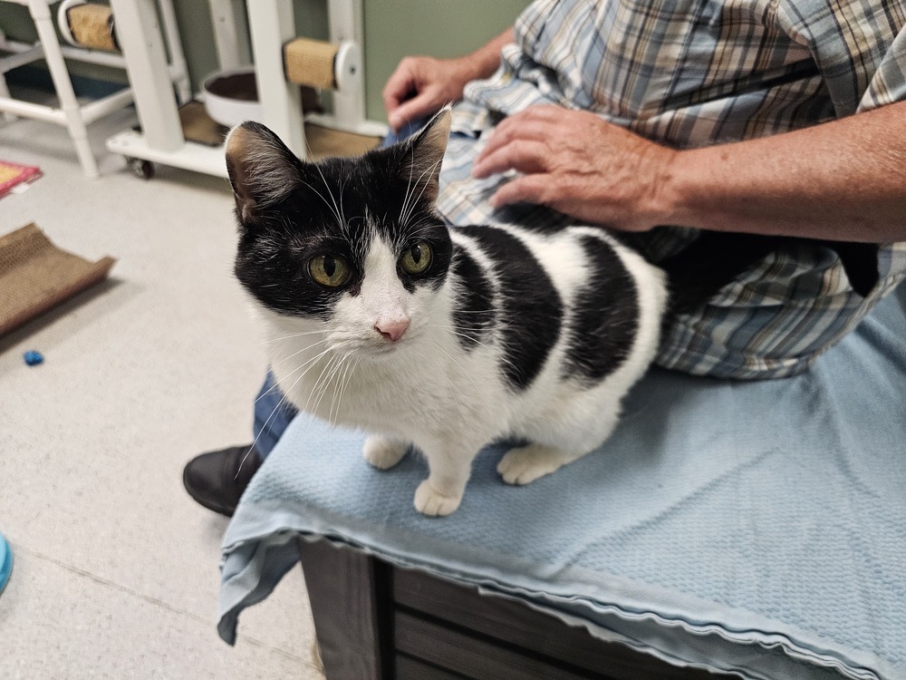 April, an adoptable Domestic Short Hair in Houghton, MI, 49931 | Photo Image 1