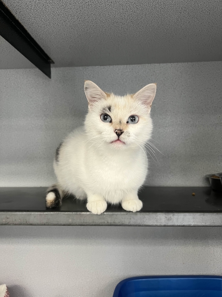 Dolly, an adoptable Domestic Short Hair in Houghton, MI, 49931 | Photo Image 1