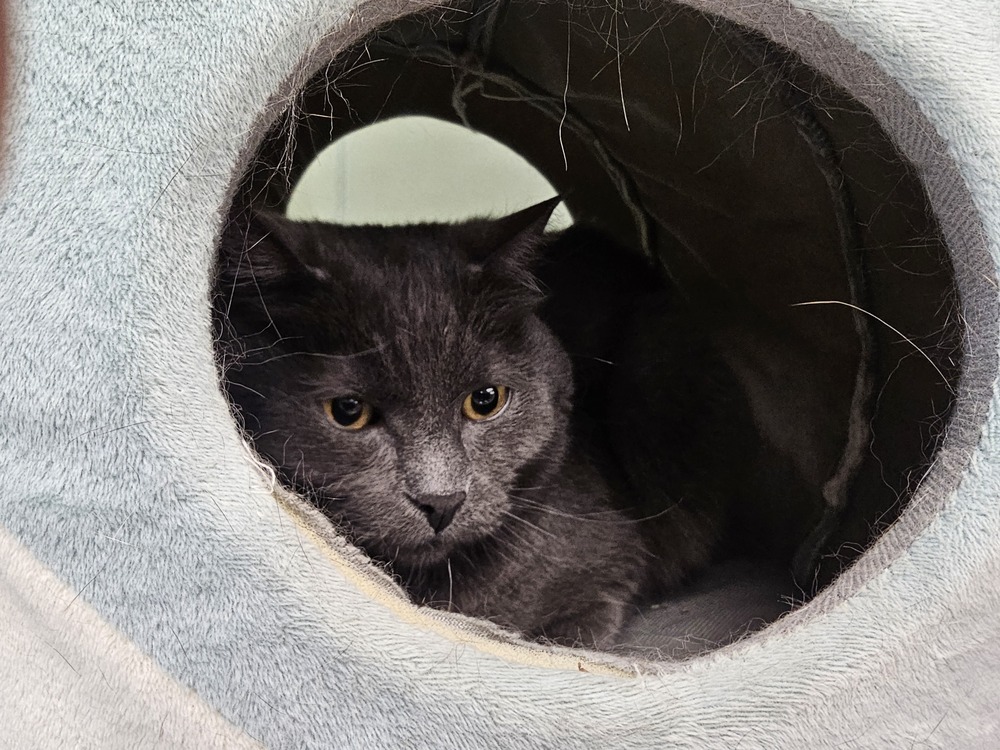 Anna, an adoptable Domestic Short Hair in Houghton, MI, 49931 | Photo Image 1