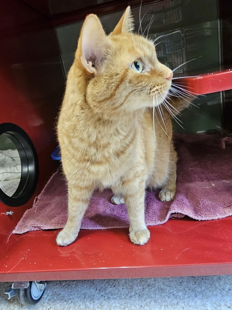 Tucker, an adoptable Domestic Short Hair in Houghton, MI, 49931 | Photo Image 1