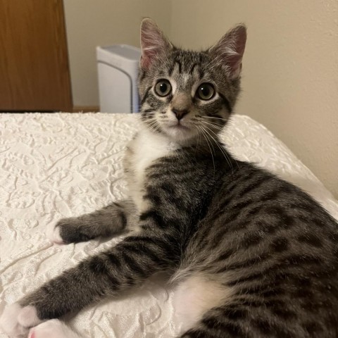 Buckeye - Adoption Pending, an adoptable Domestic Short Hair in Bismarck, ND, 58507 | Photo Image 1