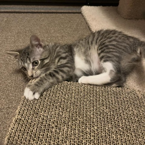 Buckeye - Adoption Pending, an adoptable Domestic Short Hair in Bismarck, ND, 58507 | Photo Image 2