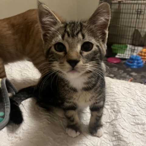 Buckeye - Adoption Pending, an adoptable Domestic Short Hair in Bismarck, ND, 58507 | Photo Image 3