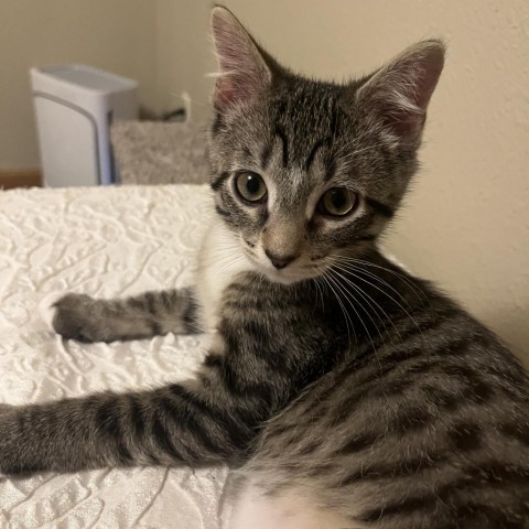 Buckeye - Adoption Pending, an adoptable Domestic Short Hair in Bismarck, ND, 58507 | Photo Image 4