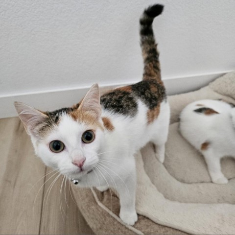 Mayhem, an adoptable Domestic Short Hair in Bismarck, ND, 58507 | Photo Image 1