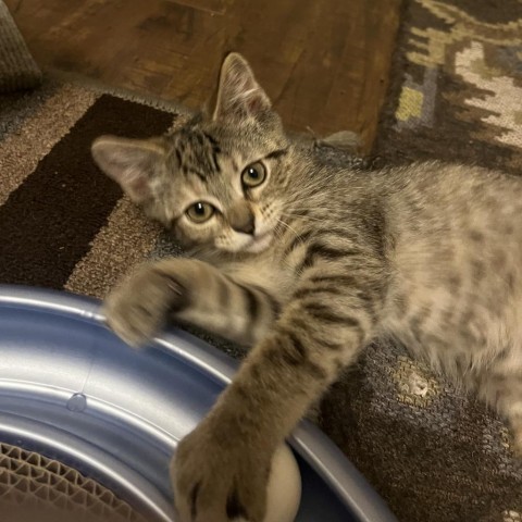 Calla-Lilly - Adoption Pending, an adoptable Domestic Short Hair in Bismarck, ND, 58507 | Photo Image 2