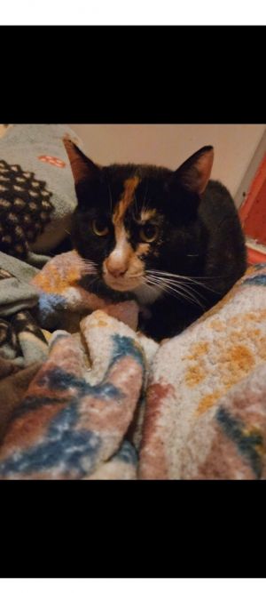 Snickers, Adult Female Calico