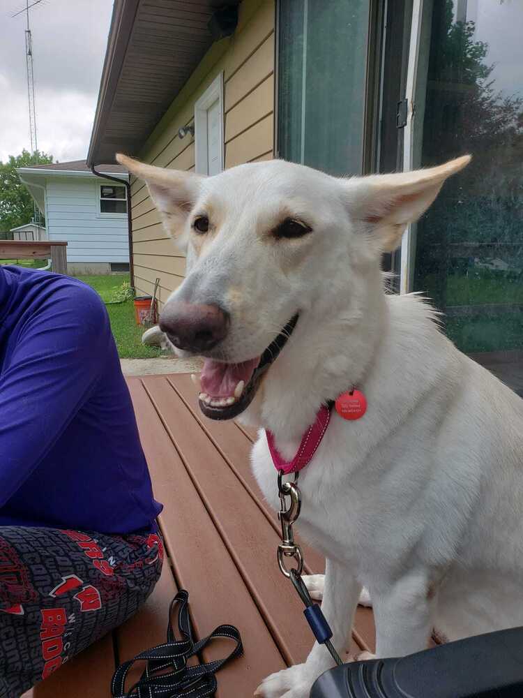 Cotton, an adoptable German Shepherd Dog in Suamico, WI, 54173 | Photo Image 1