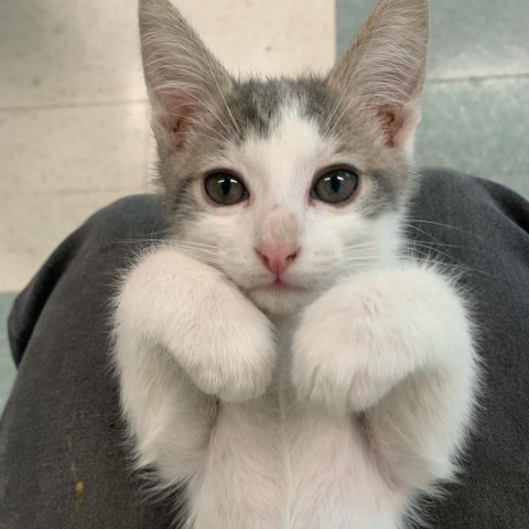 Sherlock, an adoptable Domestic Short Hair in Mount Shasta, CA, 96067 | Photo Image 1