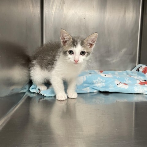 Sherlock, an adoptable Domestic Short Hair in Mount Shasta, CA, 96067 | Photo Image 2