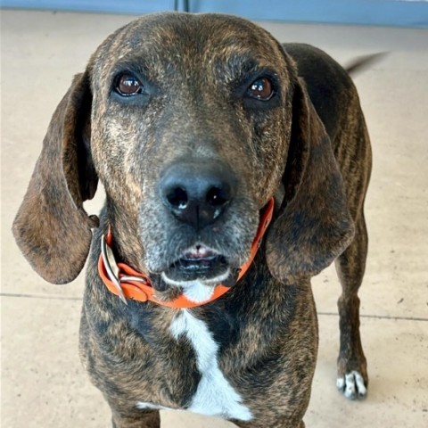 Rosco, an adoptable Plott Hound in Idaho Falls, ID, 83402 | Photo Image 1