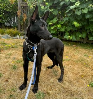 Hedwig Dutch Shepherd Dog