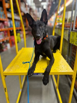 Hedwig Dutch Shepherd Dog