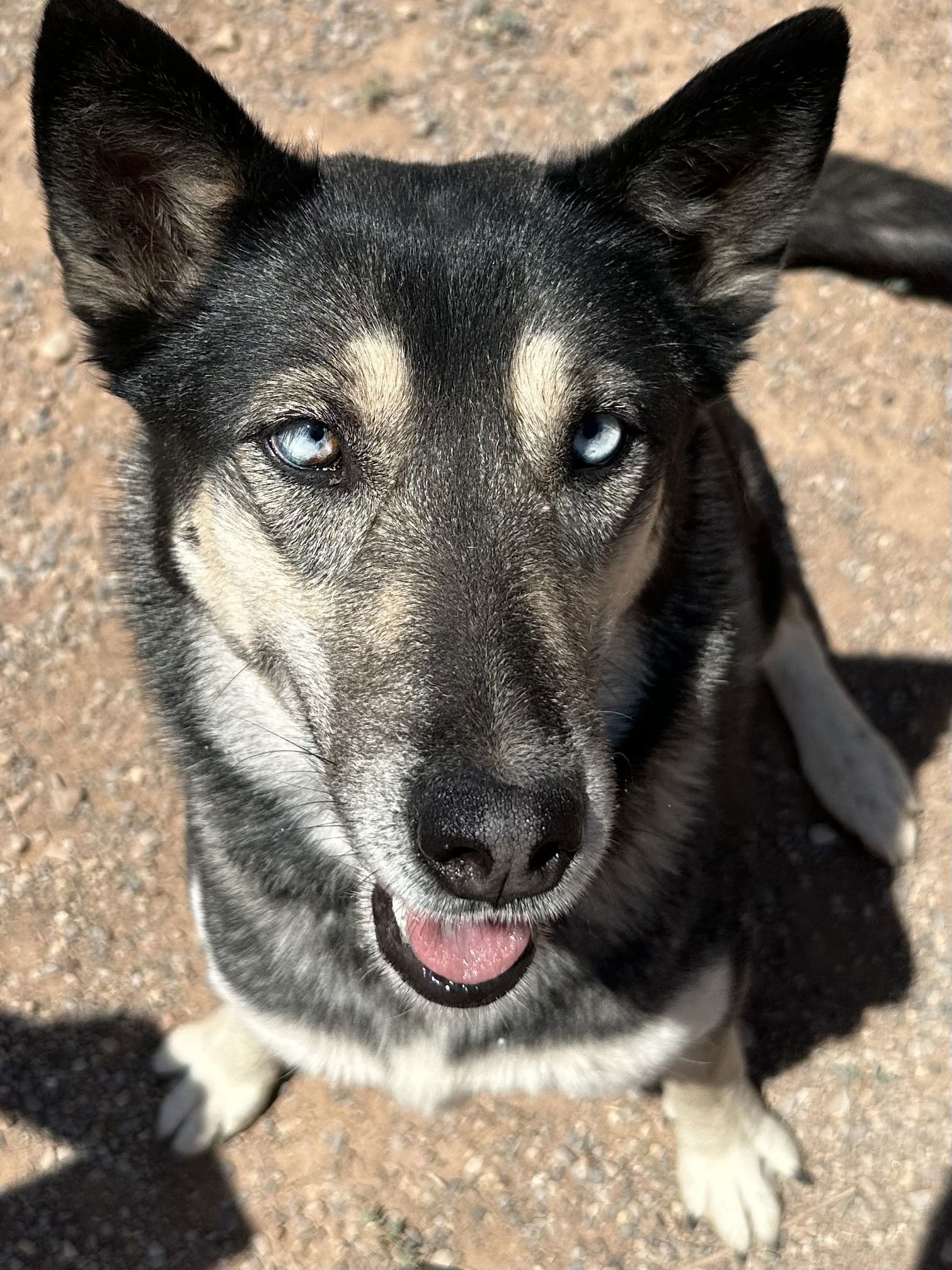 Apache, an adoptable Siberian Husky, German Shepherd Dog in Cedar Crest, NM, 87008 | Photo Image 1
